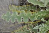 Verbascum undulatum