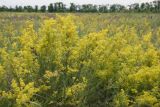 Galium verum. Цветущие растения. Ростовская обл., г. Волгодонск, на окраине Панского леса в поле. 19.06.2017.