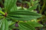 Galium rubioides