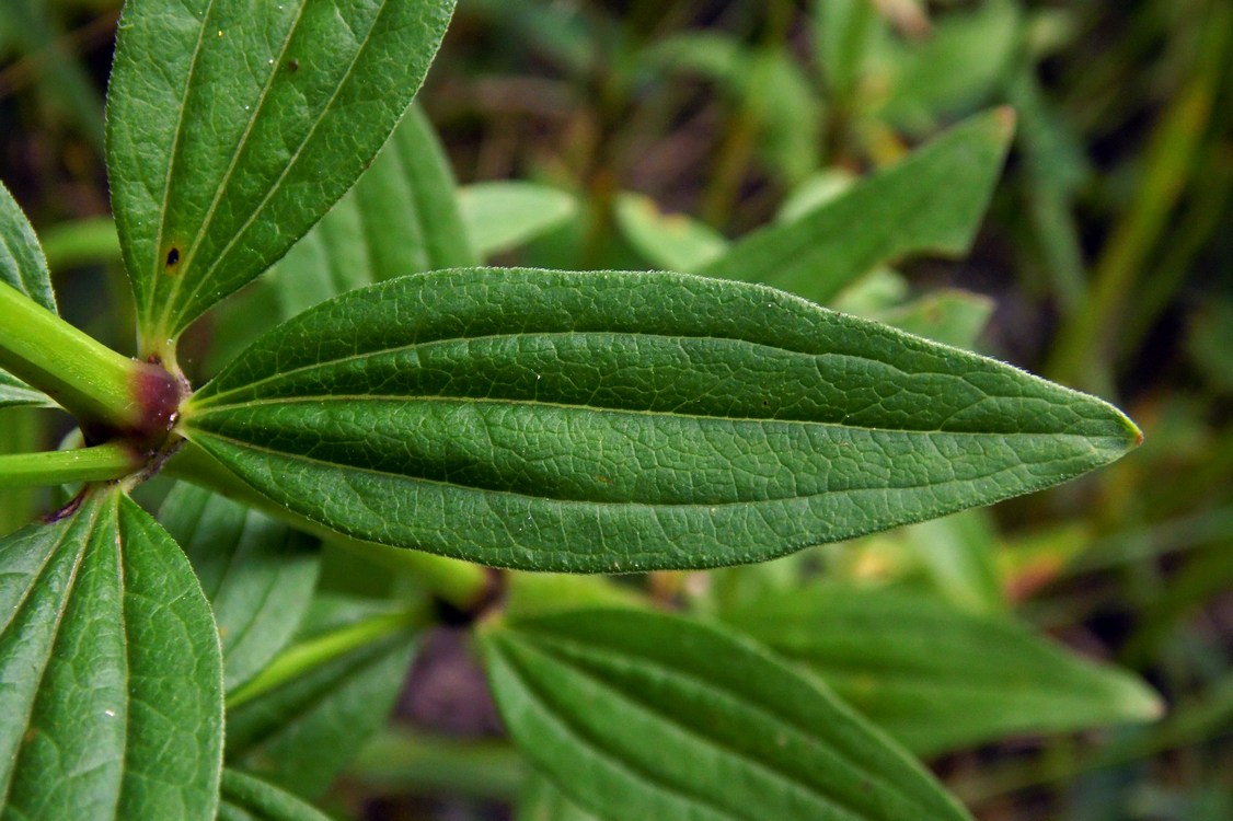 Изображение особи Galium rubioides.