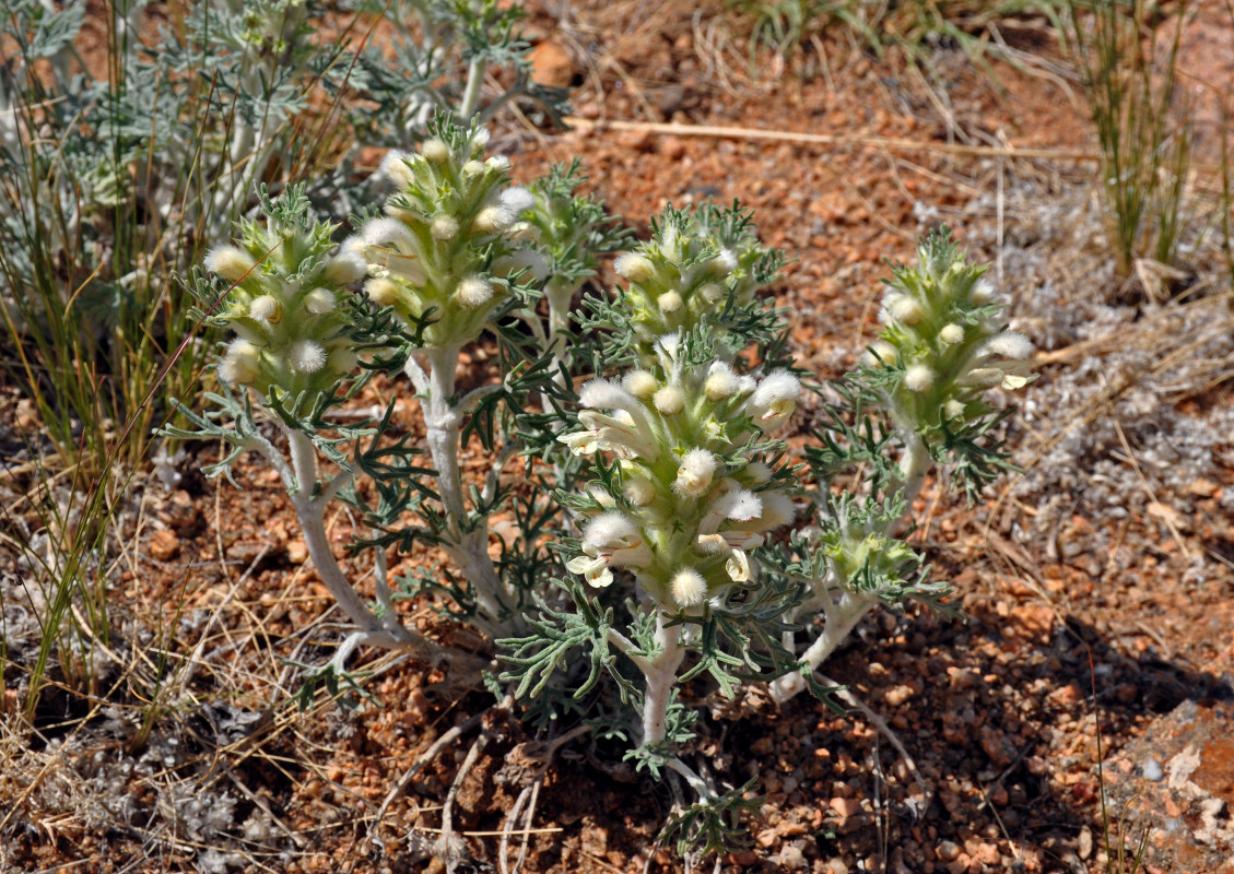 Image of Panzerina lanata specimen.