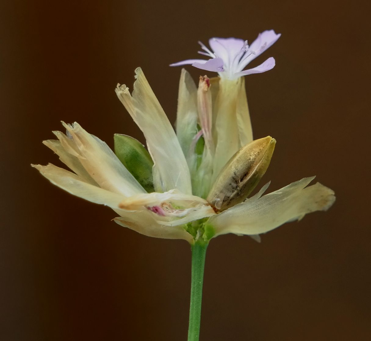 Изображение особи Petrorhagia prolifera.