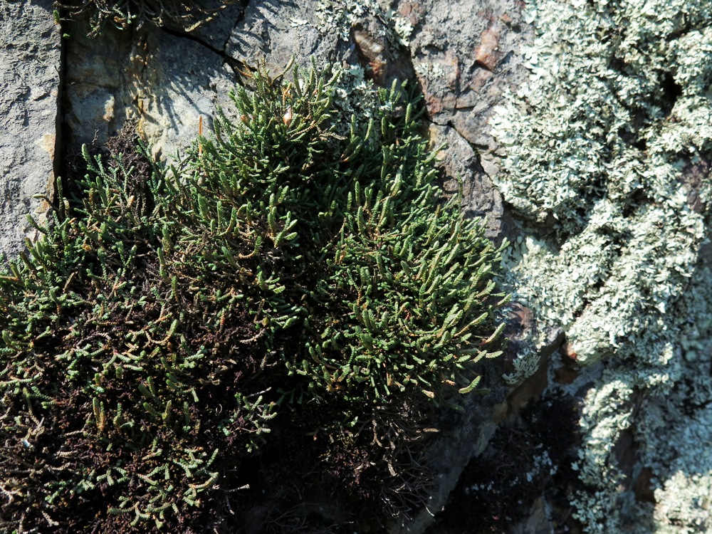 Image of Selaginella borealis specimen.