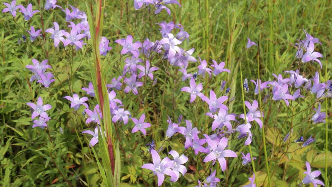 Изображение особи Campanula patula.