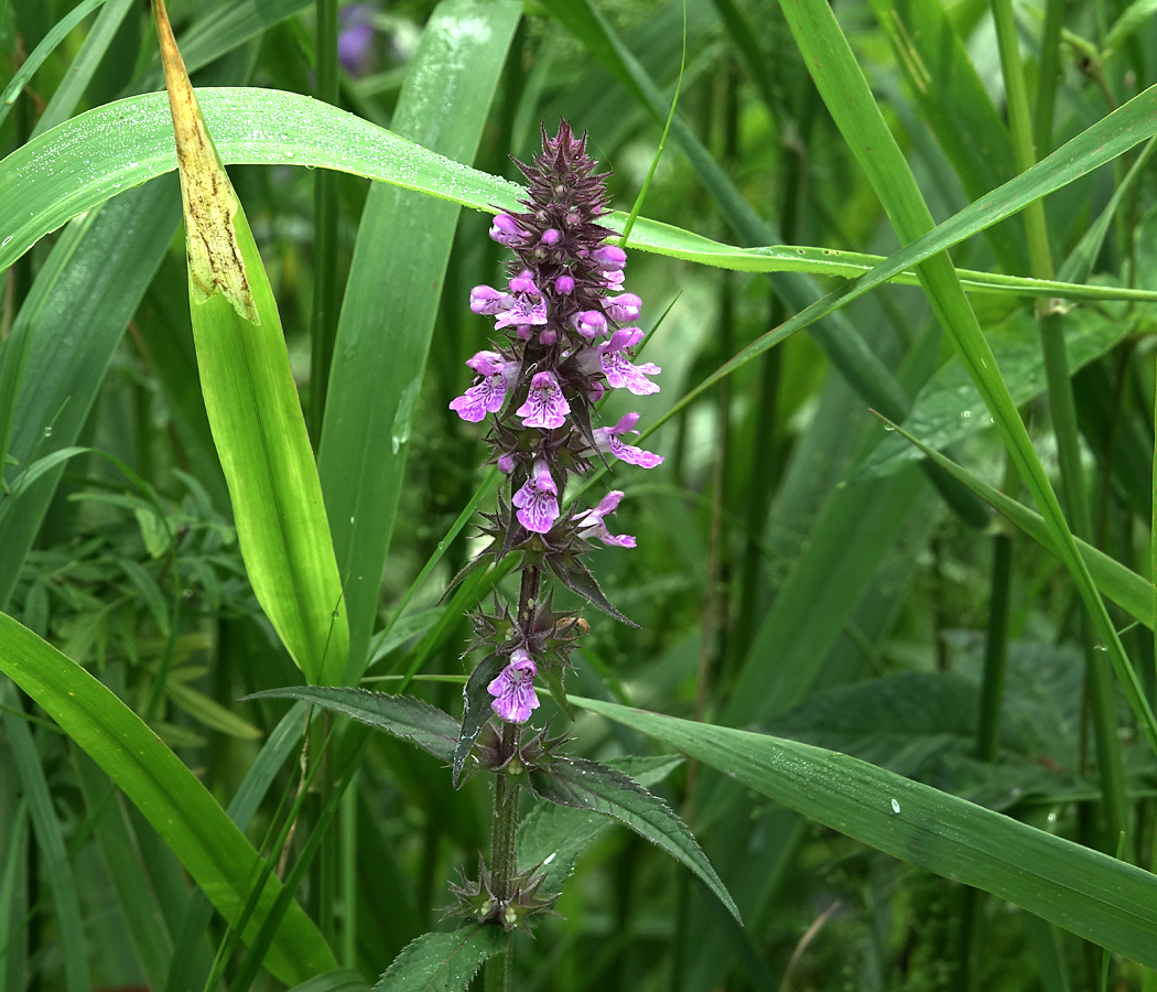 Image of Stachys palustris specimen.