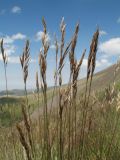 Helictotrichon desertorum. Верхушка плодоносящего растения. Южный Казахстан, Таласский Алатау, запов. Аксу-Жабаглы, урочище Каскабулак, выс. 3050 м н.у.м., моренные отложения. 16 июля 2017 г.
