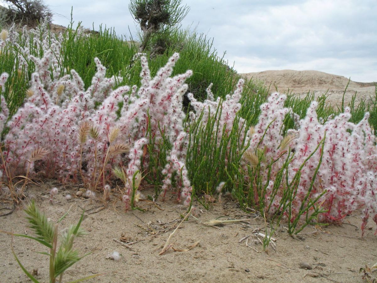 Image of Bassia eriantha specimen.