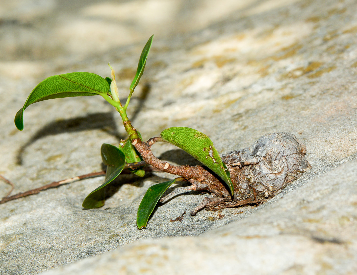 Image of Ficus microcarpa specimen.