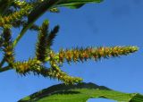 Amaranthus powellii