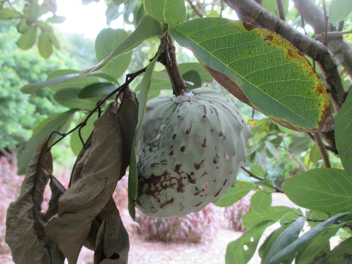 Изображение особи Annona macroprophyllata.