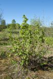 Ribes alpinum