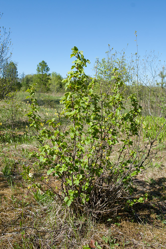 Image of Ribes alpinum specimen.