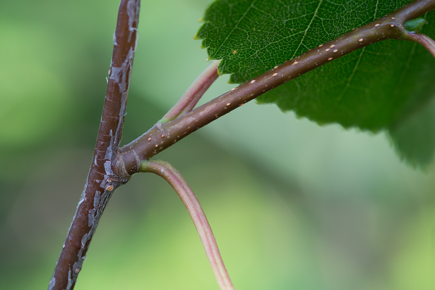 Image of Betula &times; aurata specimen.