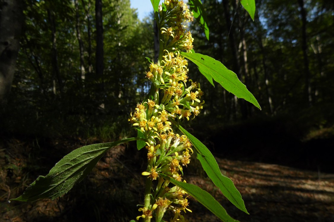 Изображение особи Solidago virgaurea.