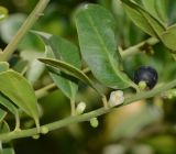 Atalantia buxifolia