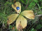 Paris quadrifolia