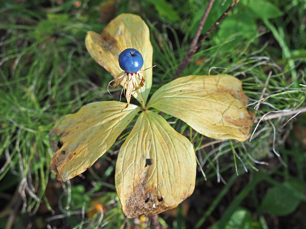 Image of Paris quadrifolia specimen.