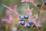 Vaccinium myrtillus