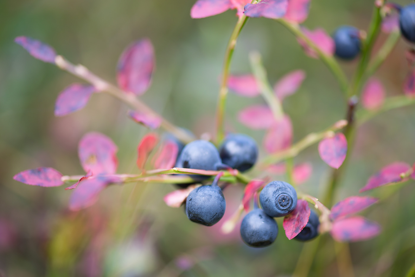 Image of Vaccinium myrtillus specimen.