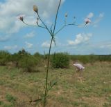 Cephalaria transsylvanica. Средняя часть цветущего растения. Крым, Бахчисарайский р-н, окр. с. Вилино, персиково-миндальный сад. Август 2017 г.