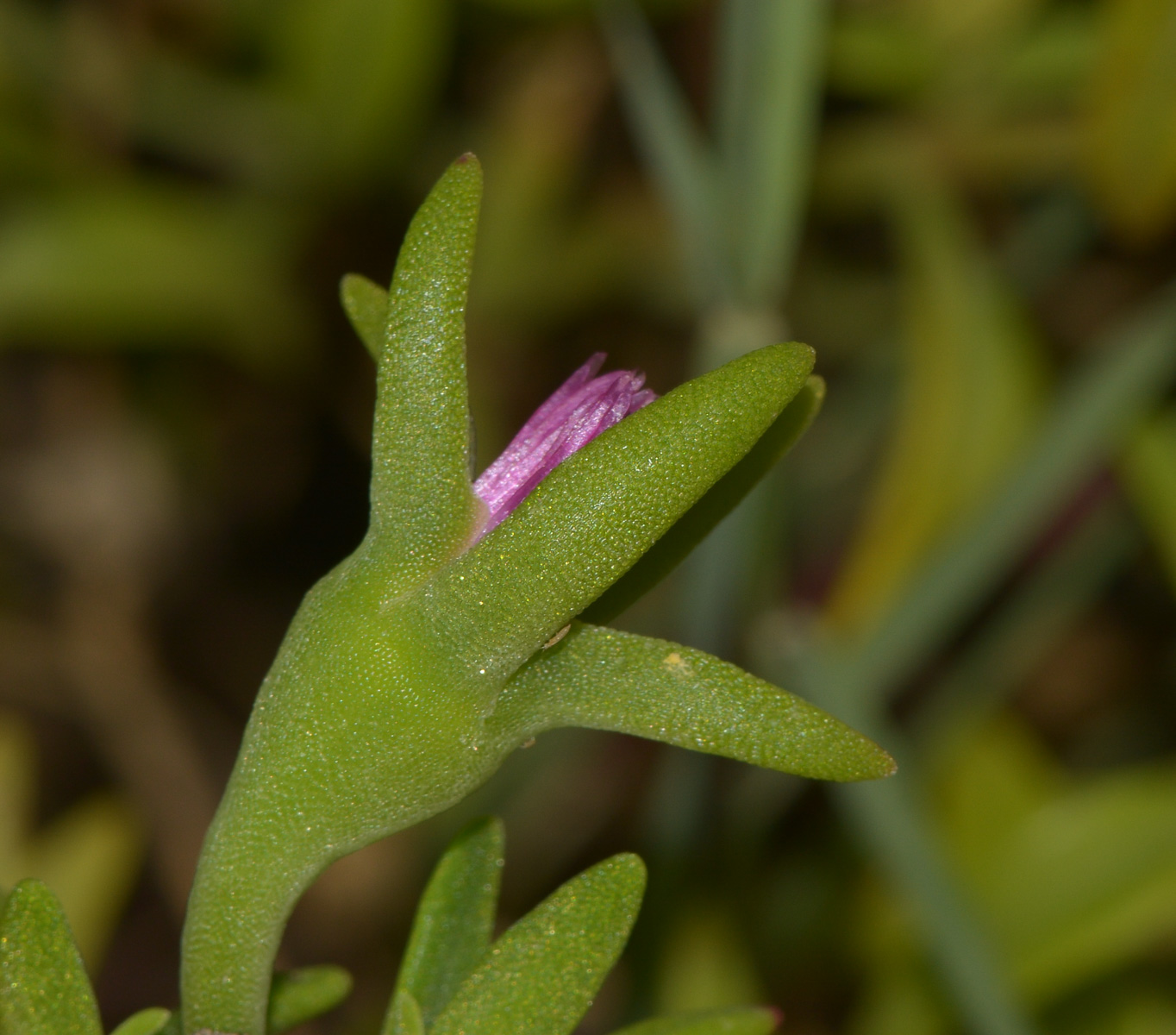 Image of genus Aptenia specimen.