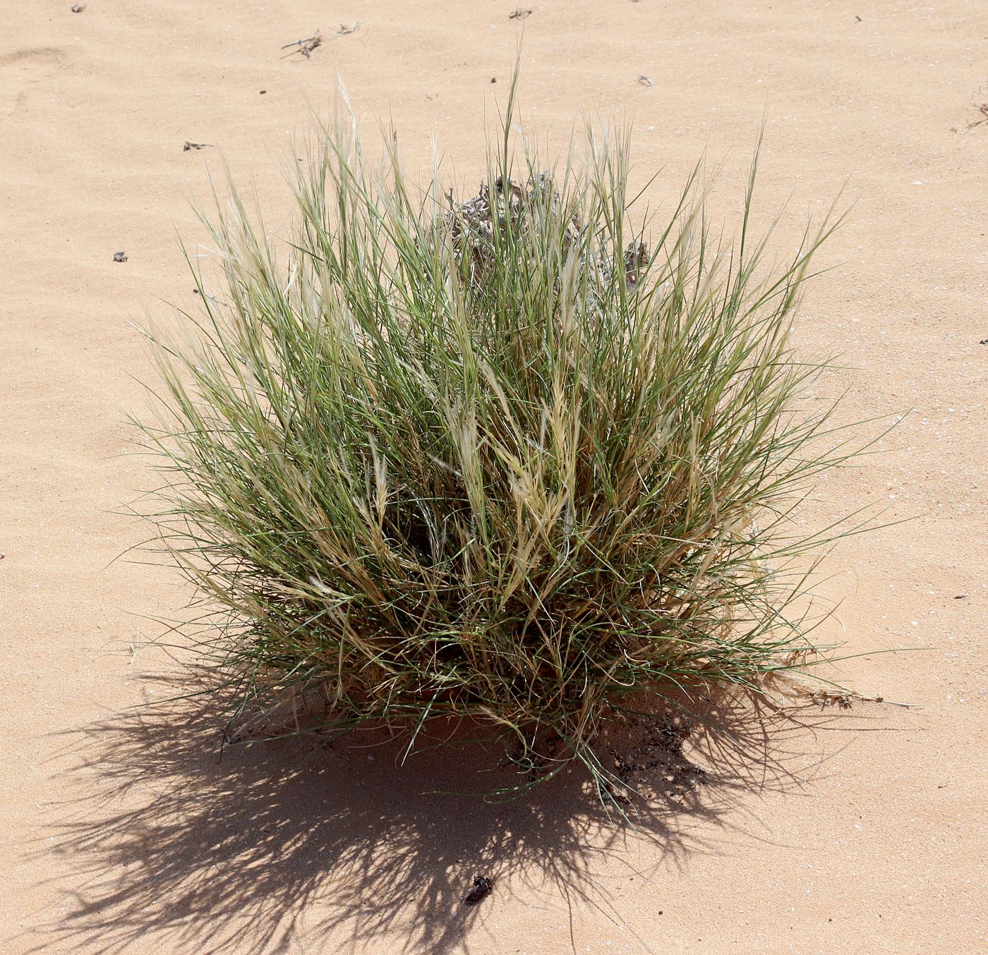 Image of Stipagrostis plumosa specimen.