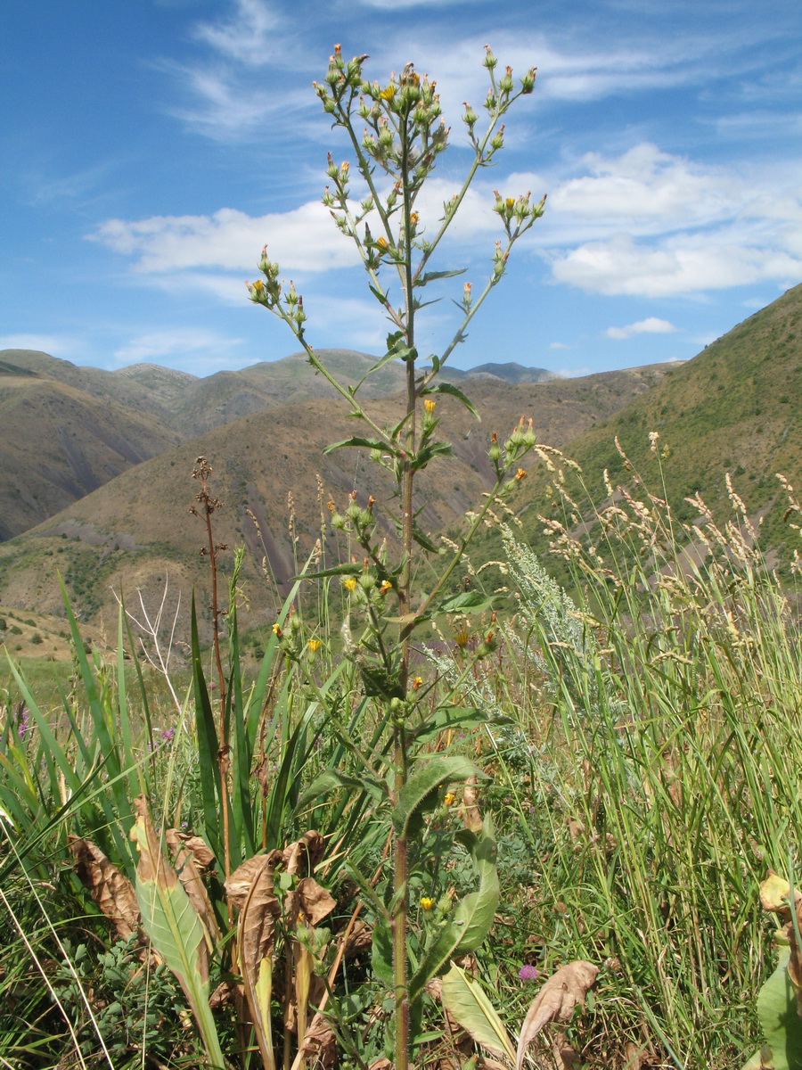 Image of Picris nuristanica specimen.