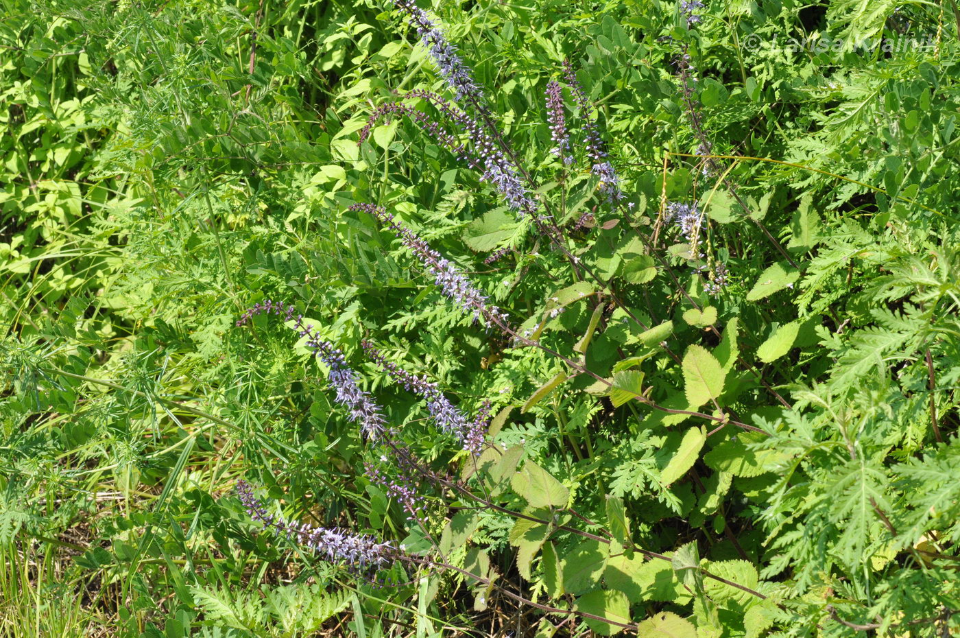 Image of Veronica daurica specimen.