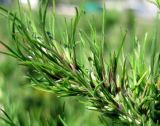 Poa bulbosa ssp. vivipara