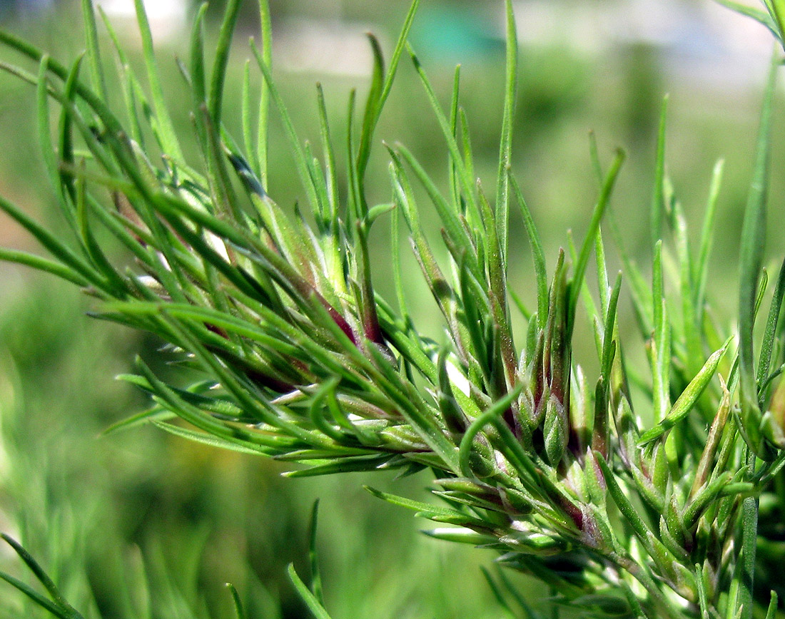Image of Poa bulbosa ssp. vivipara specimen.