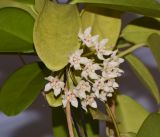 genus Hoya