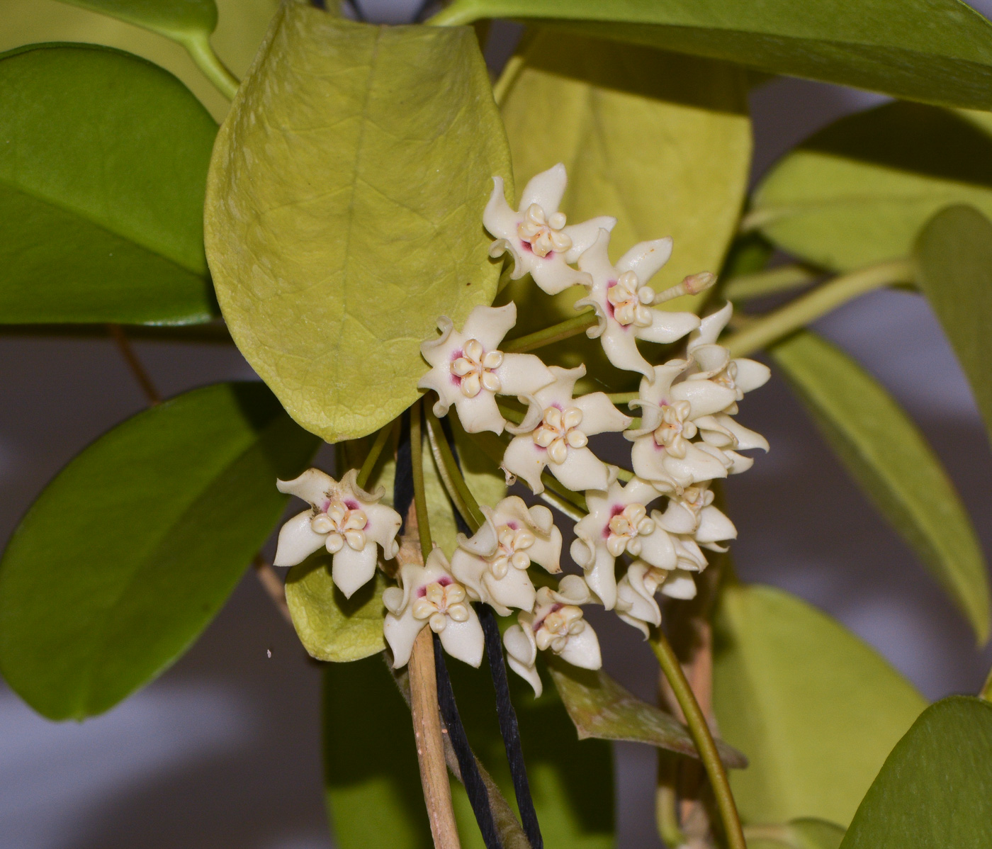 Image of genus Hoya specimen.