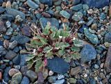 Erodium tibetanum. Отцветающее растение с завязавшимися плодами. Монголия, аймак Увс, берег оз. Хяргас-Нуур, ≈ 1100 м н.у.м., щебнистая пустыня. 11.06.2017.