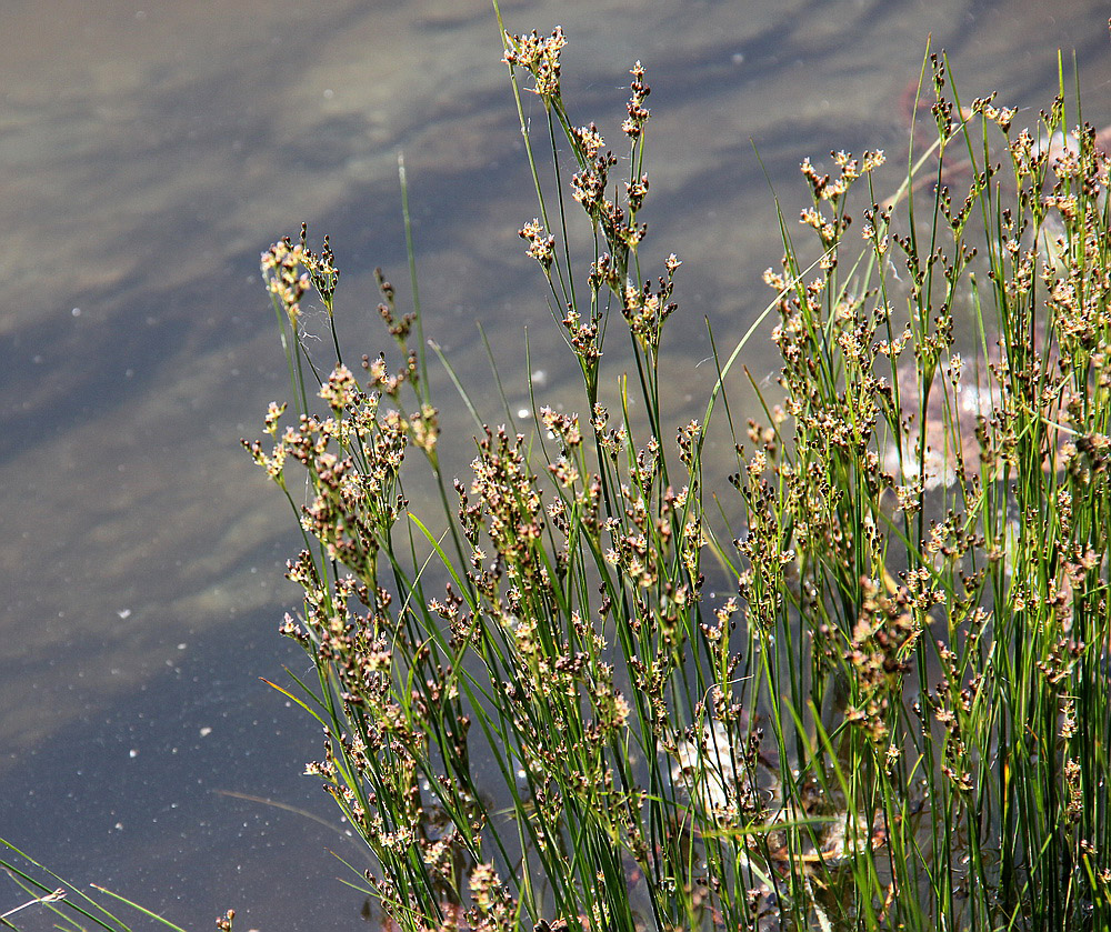 Изображение особи Juncus compressus.