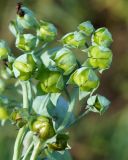 Mertensia maritima. Соплодие. Камчатка, Усть-Камчатск, пос. 2-й завод, задернованная прибрежная полоса Камчатского залива. 25.08.2016.