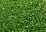 Trifolium repens