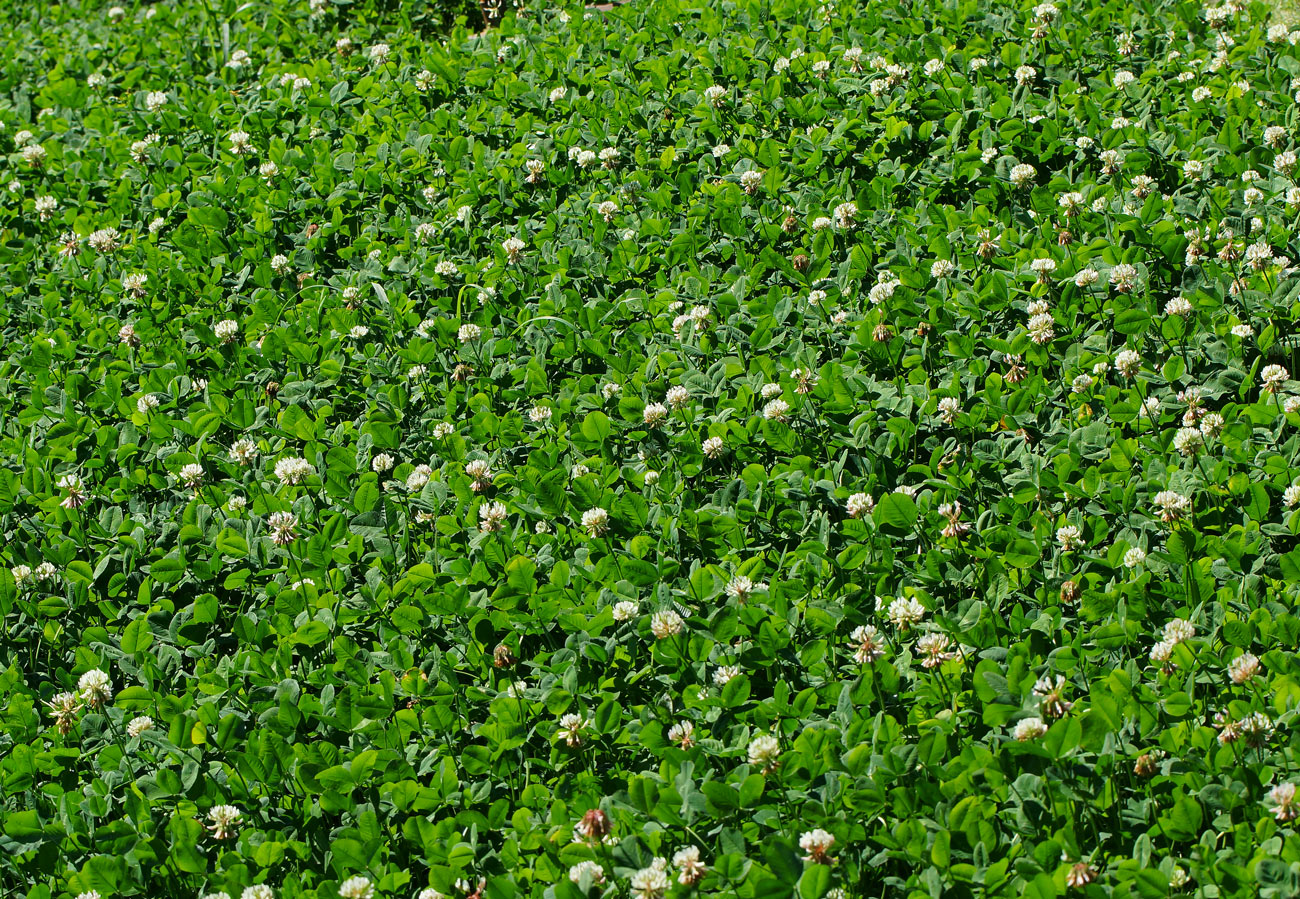 Image of Trifolium repens specimen.