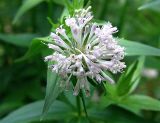 Asperula caucasica