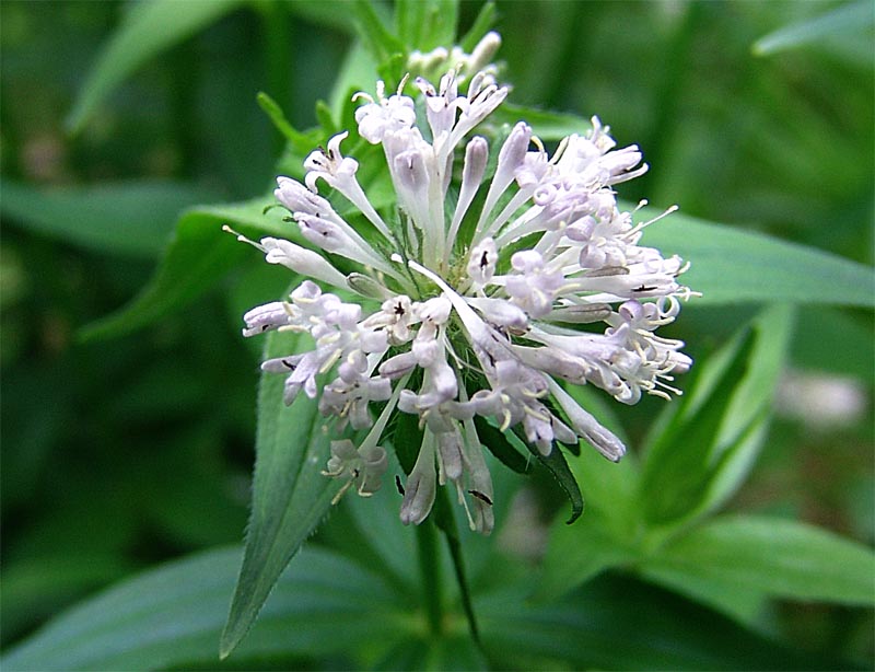 Image of Asperula caucasica specimen.