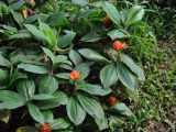 Costus productus