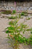 Celosia spicata