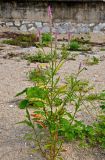 Celosia spicata. Цветущее растение. Малайзия, о-в Пенанг, окр. г. Джорджтаун, песчаный пляж. 05.05.2017.
