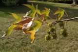Liquidambar styraciflua. Побег с соплодиями. Крым, Симферополь, ботанический сад университета. 12.10.2017.
