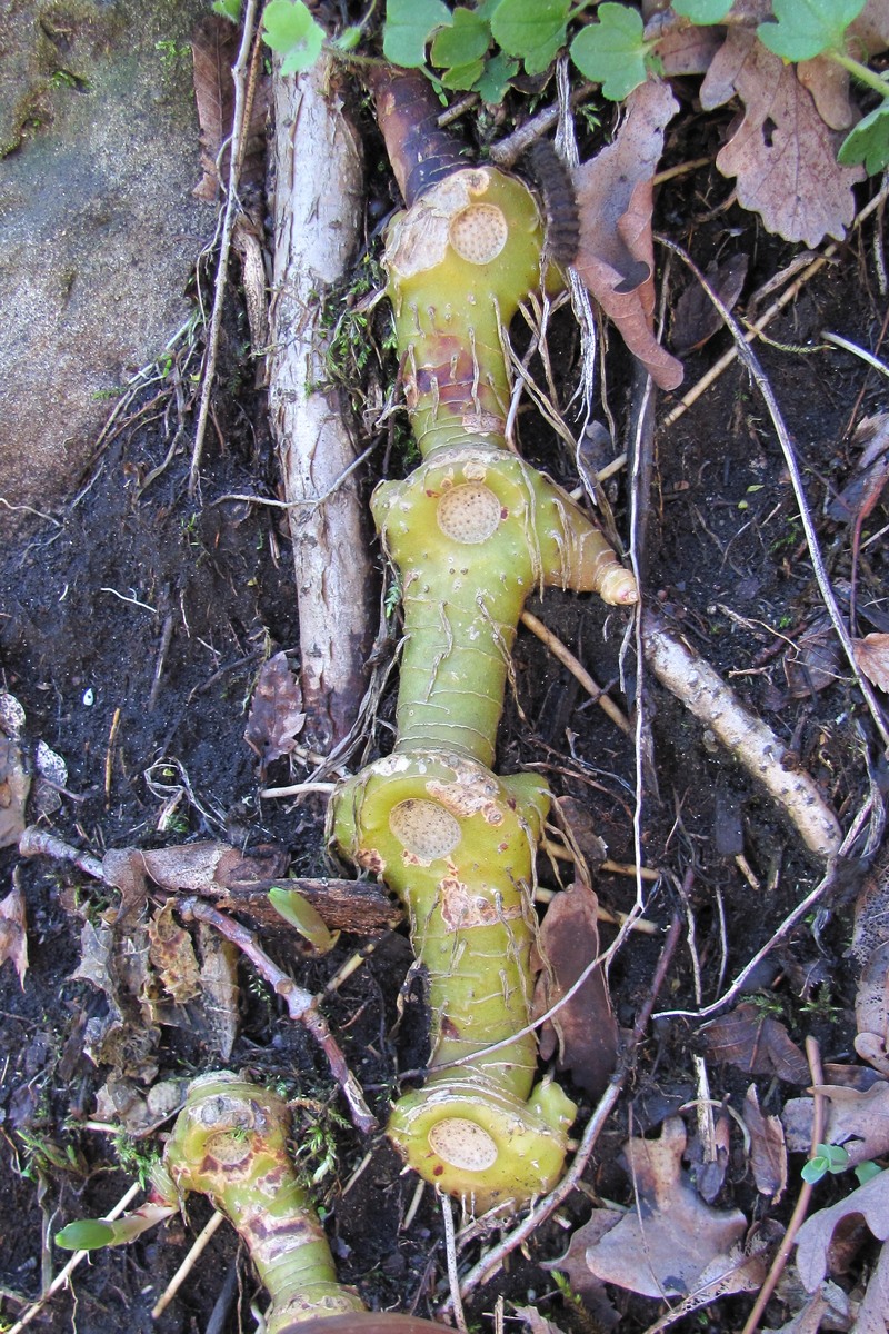 Image of Polygonatum glaberrimum specimen.