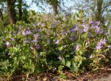 Glechoma hederacea