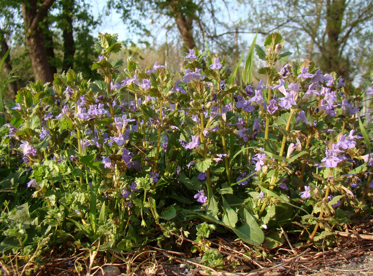 Изображение особи Glechoma hederacea.