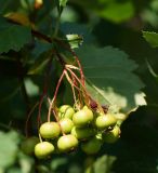 Crataegus chlorocarpa