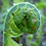 Matteuccia struthiopteris. Верхушка разворачивающейся вайи. Чувашия, окр. г. Шумерля, дол возле оз. Змеиное. 8 мая 2008 г.