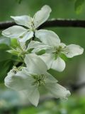 Malus prunifolia