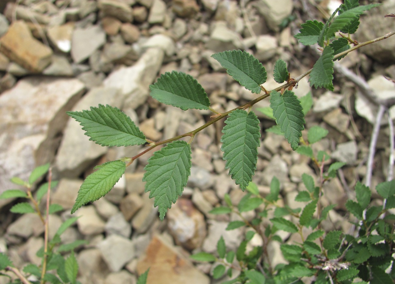 Image of Ulmus pumila specimen.